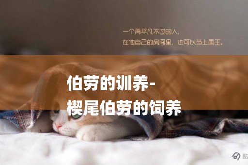 伯勞的訓養-
楔尾伯勞的飼養