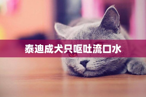 泰迪成犬只嘔吐流口水