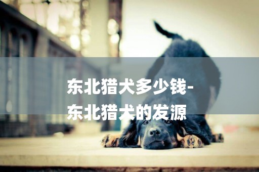 東北獵犬多少錢-
東北獵犬的發源