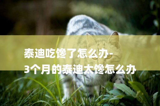 泰迪吃饞了怎么辦-
3個月的泰迪太饞怎么辦