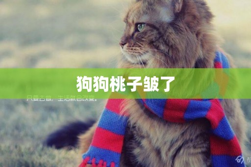 狗狗桃子皺了