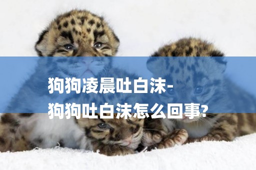 狗狗凌晨吐白沫-
狗狗吐白沫怎么回事?