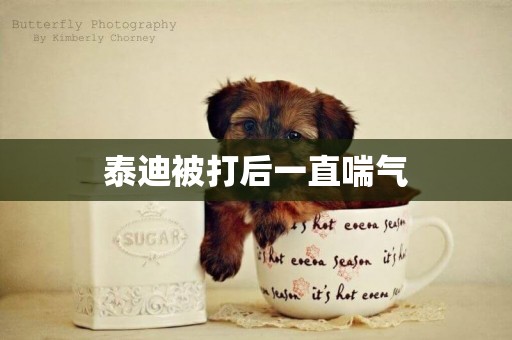 泰迪被打后一直喘氣