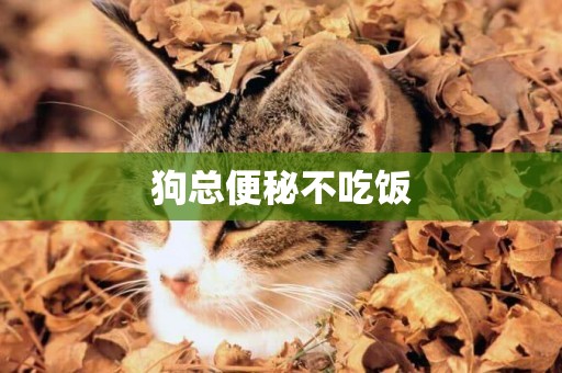 狗總便秘不吃飯