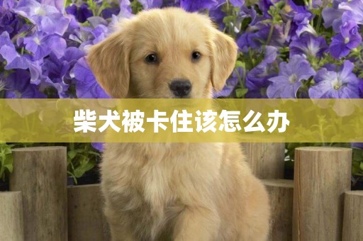 柴犬被卡住該怎么辦