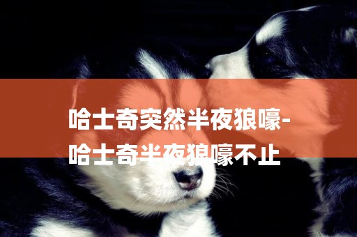 哈士奇突然半夜狼嚎-
哈士奇半夜狼嚎不止