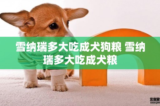 雪納瑞多大吃成犬狗糧 雪納瑞多大吃成犬糧