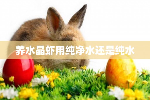 養水晶蝦用純凈水還是純水