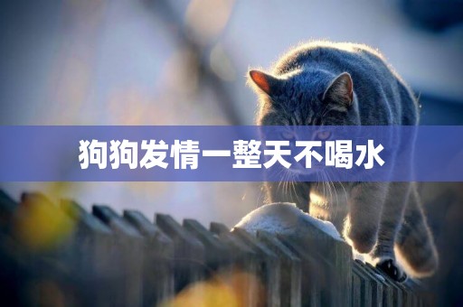 狗狗發情一整天不喝水