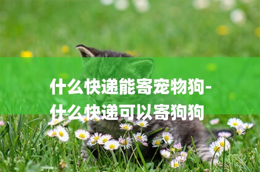 什么快遞能寄寵物狗-
什么快遞可以寄狗狗