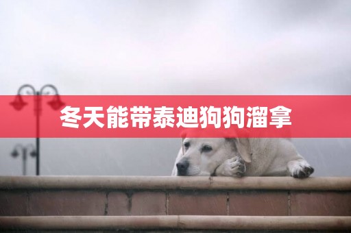 冬天能帶泰迪狗狗溜拿