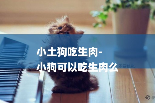 小土狗吃生肉-
小狗可以吃生肉么