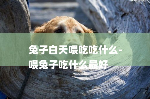 兔子白天喂吃吃什么-
喂兔子吃什么最好