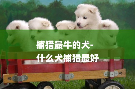 捕獵最牛的犬-
什么犬捕獵最好