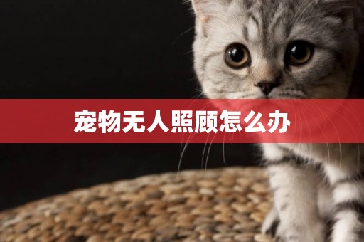 寵物無人照顧怎么辦