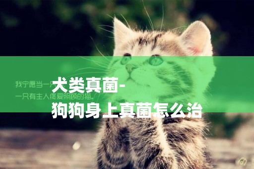 犬類真菌-
狗狗身上真菌怎么治