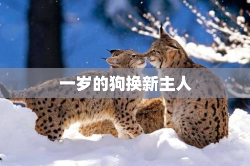 一歲的狗換新主人