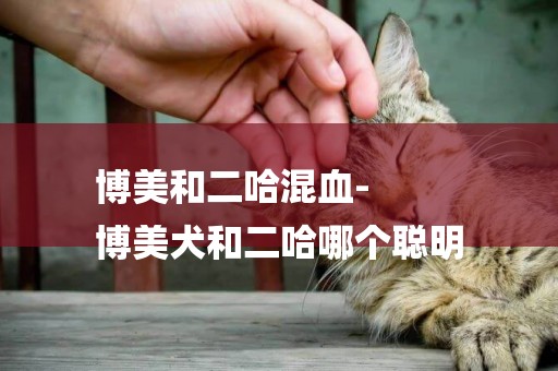 博美和二哈混血-
博美犬和二哈哪個聰明