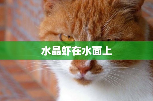 水晶蝦在水面上