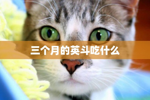 三個月的英斗吃什么
