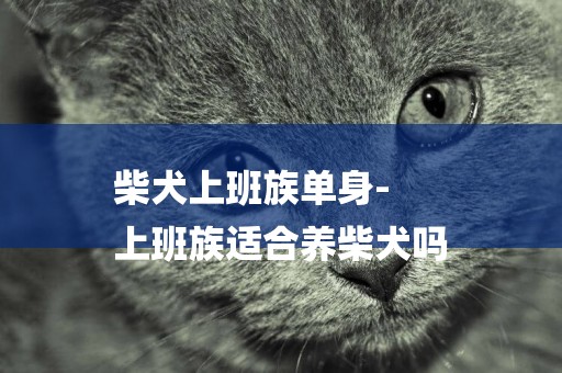 柴犬上班族單身-
上班族適合養柴犬嗎