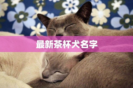 最新茶杯犬名字