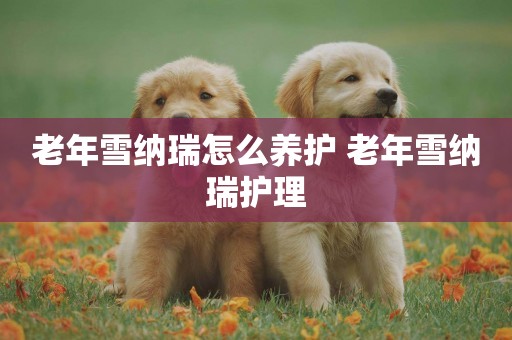 老年雪納瑞怎么養護 老年雪納瑞護理