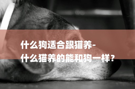 什么狗適合跟貓養-
什么貓養的能和狗一樣？