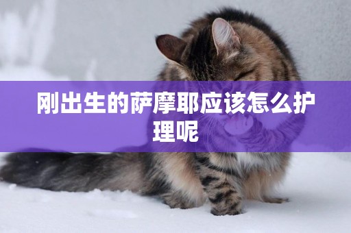 剛出生的薩摩耶應該怎么護理呢