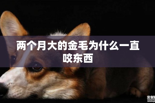 兩個月大的金毛為什么一直咬東西