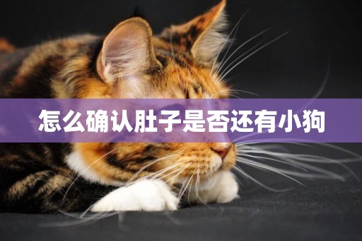 怎么確認肚子是否還有小狗