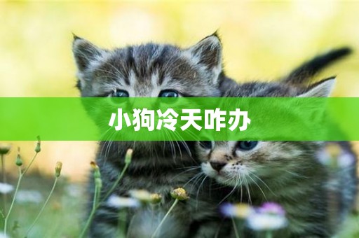 小狗冷天咋辦
