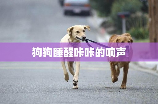 狗狗睡醒咔咔的響聲