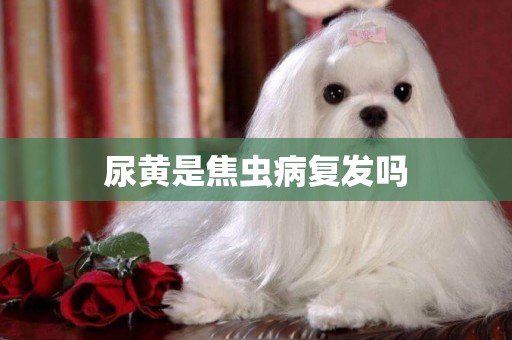 尿黃是焦蟲病復發嗎