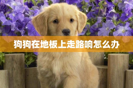 狗狗在地板上走路響怎么辦