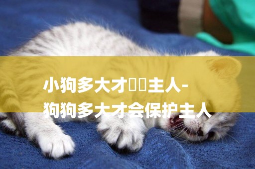 小狗多大才會認主人-
狗狗多大才會保護主人