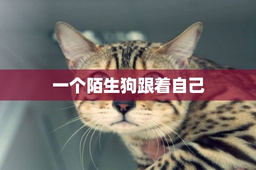 一個陌生狗跟著自己