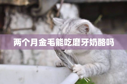 兩個月金毛能吃磨牙奶酪嗎