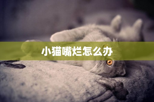 小貓嘴爛怎么辦