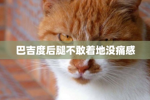 巴吉度后腿不敢著地沒痛感