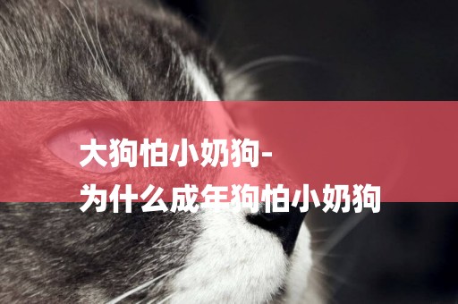 大狗怕小奶狗-
為什么成年狗怕小奶狗