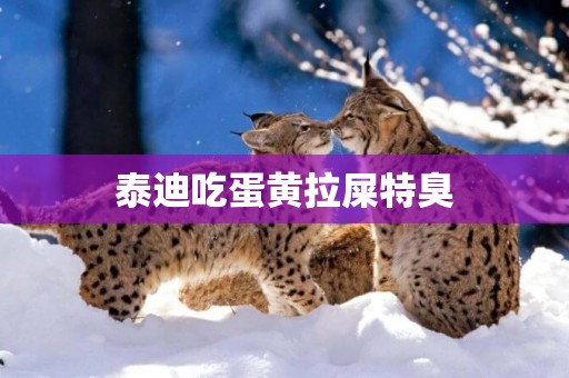 泰迪吃蛋黃拉屎特臭
