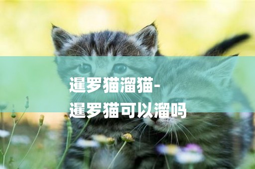 暹羅貓溜貓-
暹羅貓可以溜嗎