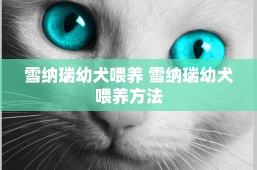 雪納瑞幼犬喂養 雪納瑞幼犬喂養方法