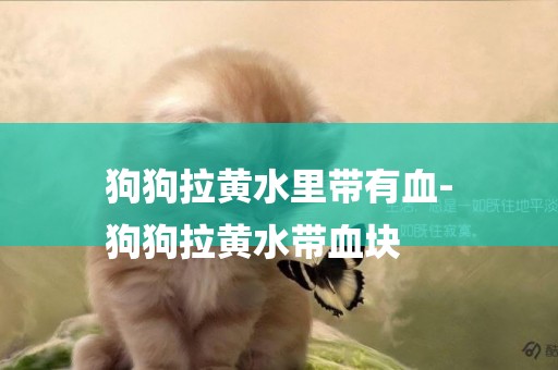 狗狗拉黃水里帶有血-
狗狗拉黃水帶血塊