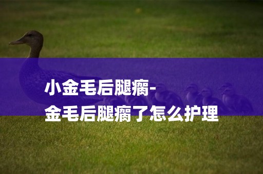 小金毛后腿瘸-
金毛后腿瘸了怎么護理