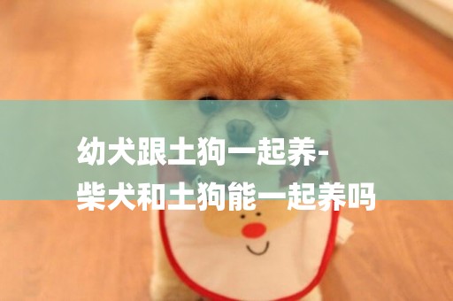 幼犬跟土狗一起養-
柴犬和土狗能一起養嗎
