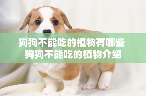 狗狗不能吃的植物有哪些 狗狗不能吃的植物介紹