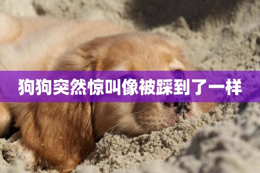 狗狗突然驚叫像被踩到了一樣