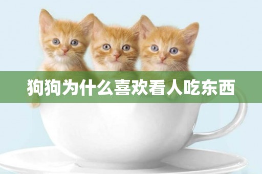 狗狗為什么喜歡看人吃東西